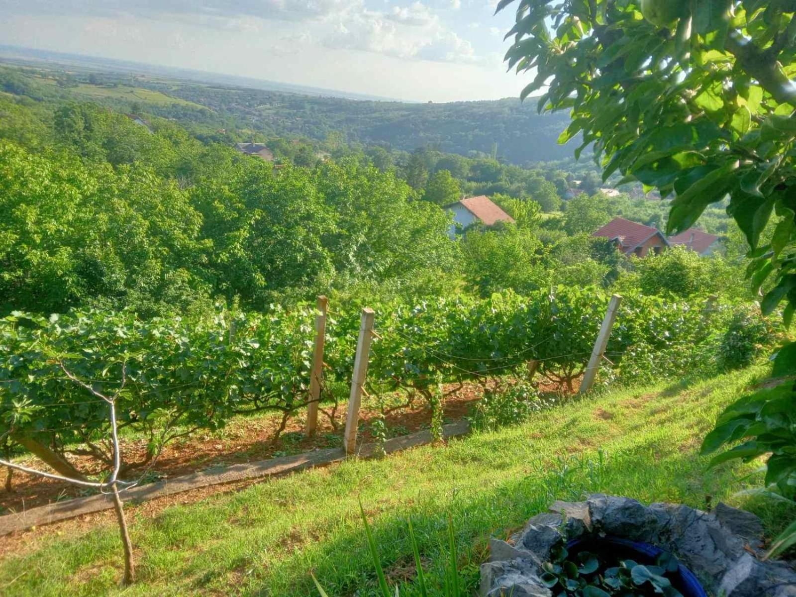 Apartment Noletov Vidikovac Vrdnik Εξωτερικό φωτογραφία